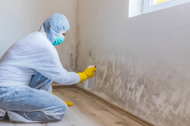 Licensed Attic Mold Removal service in Fredericksburg, VA - Cheap Mold Removal