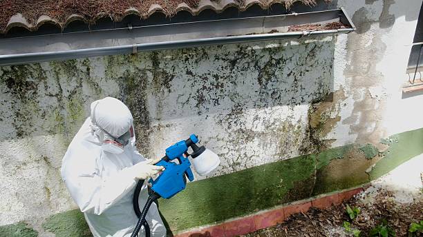Trusted Basement Mold Remediation service in Fredericksburg, VA - Cheap Mold Removal